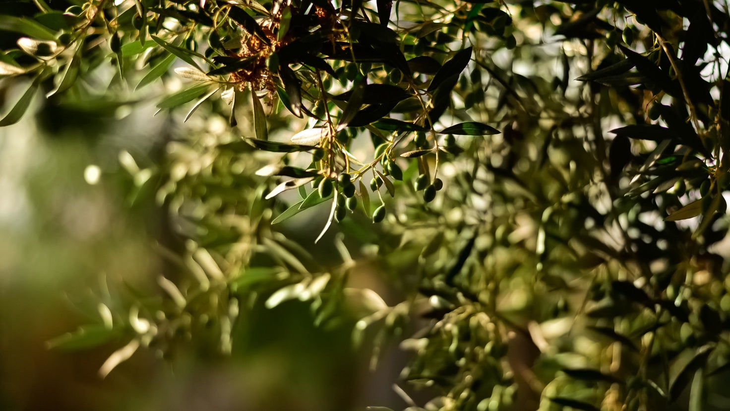 A close-up of foliage in an olive tree.