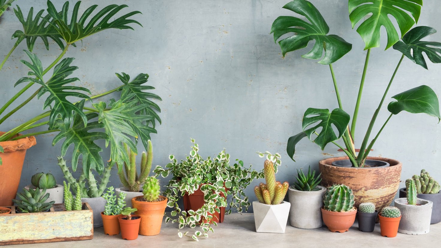 The surprising reason you need an indoor plant - Centr