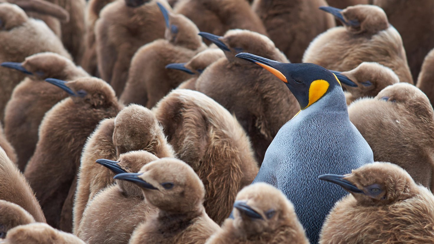 Do you feel like an imposter? - Centr
