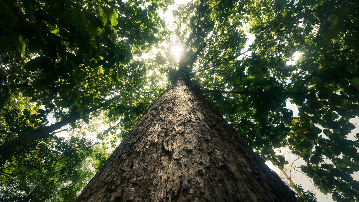 Low-angle view of a large tree with sunlight peeking through the leaves.
