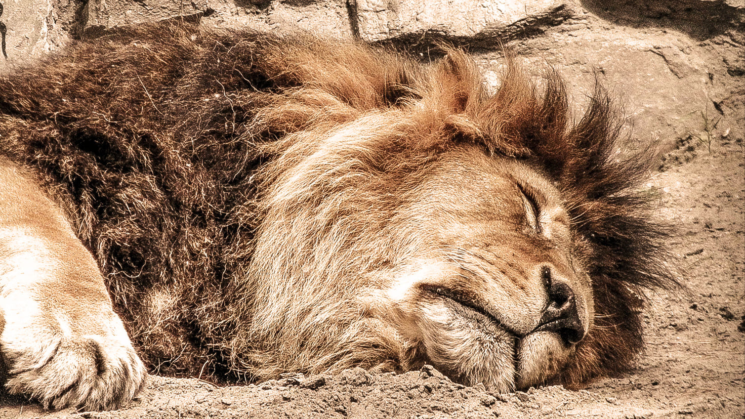 A close-up of a large male lion sleeping.