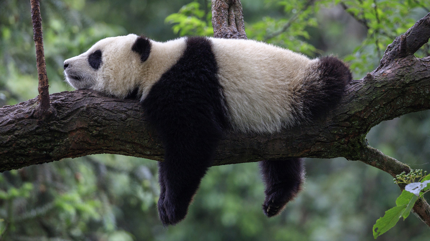 A panda lies on a tree branch.