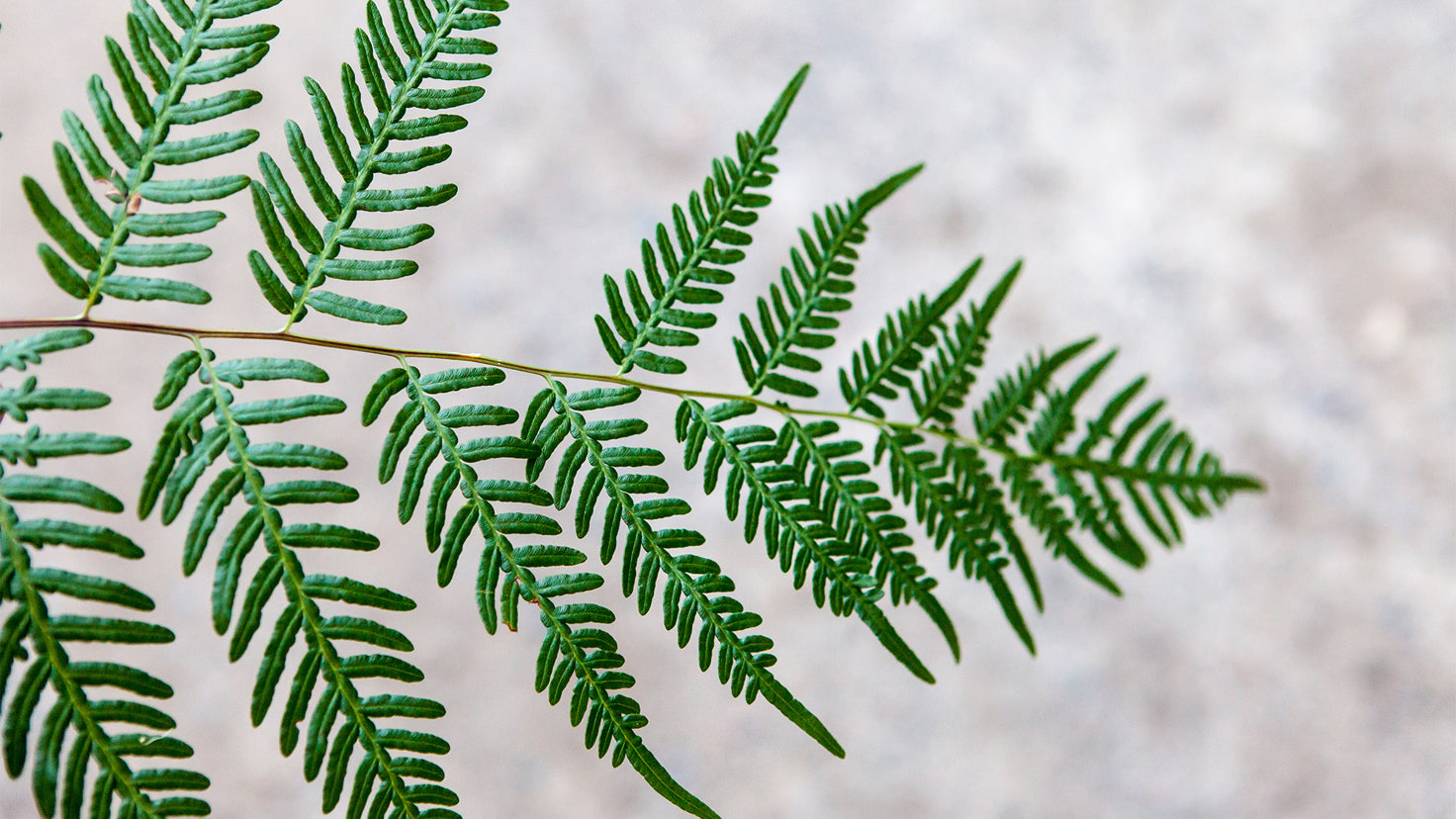 A close up of a green frond.