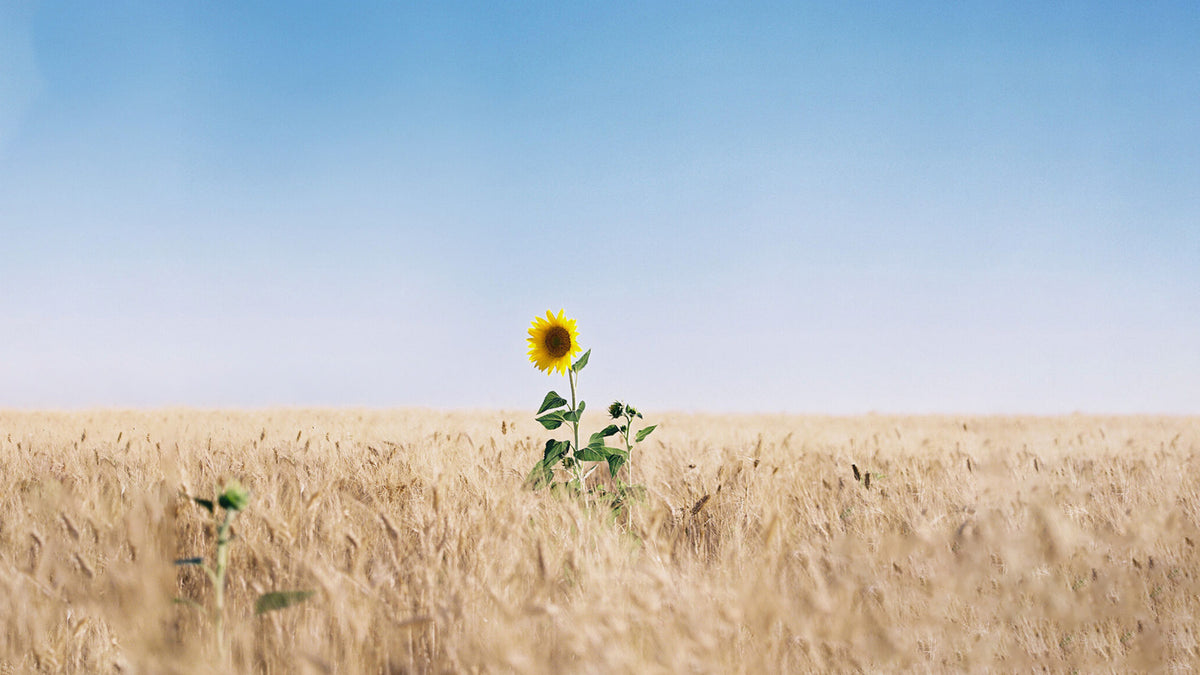 A lone sunflower rises in a wheat field.